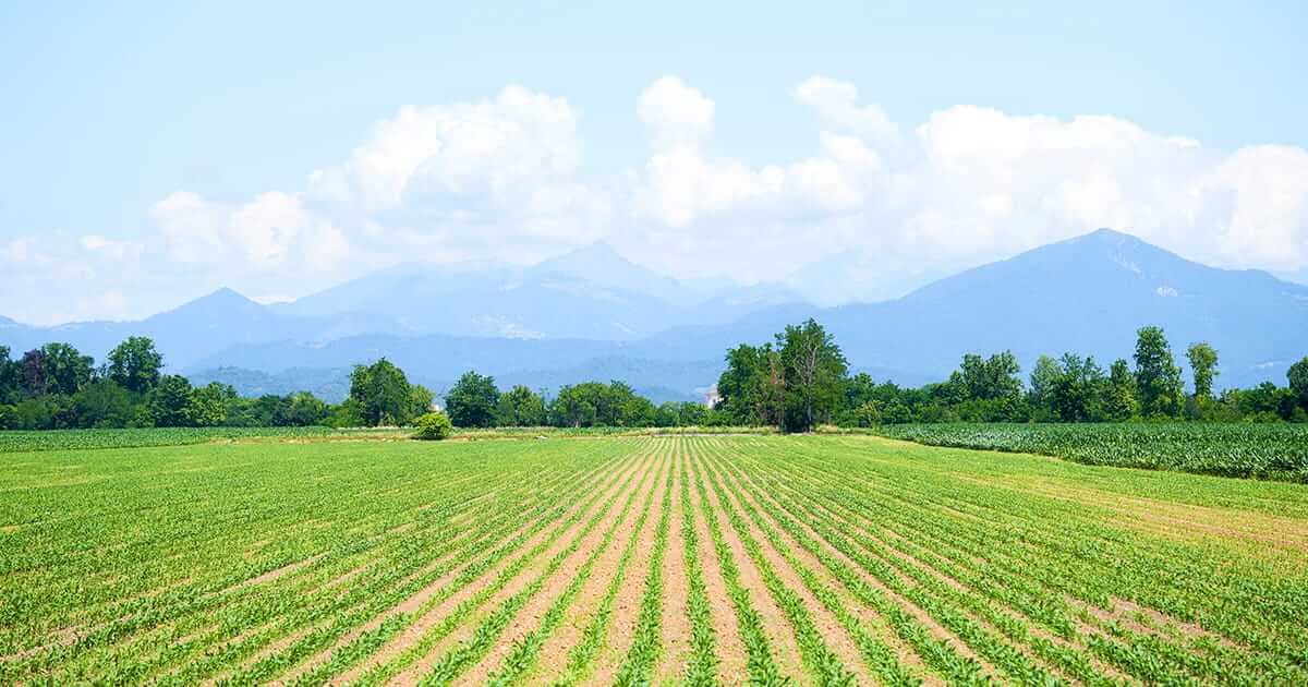 What Is a Subdivided Field? What Does Subdivided Mean in the Title Deed?